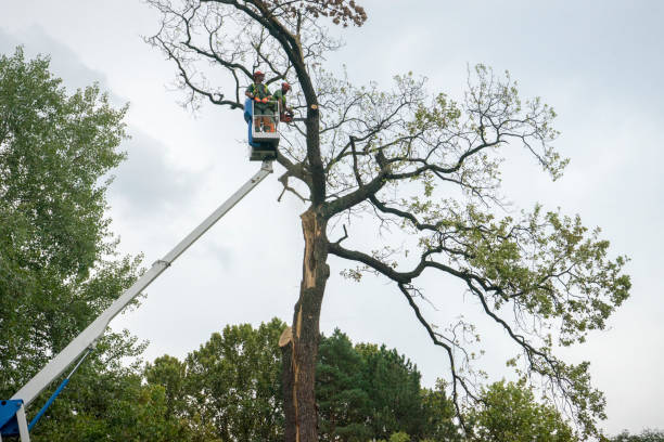 Sanger, CA Tree Care  Company