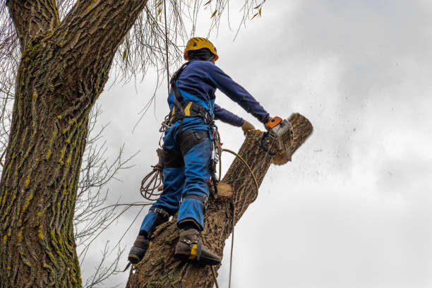 How Our Tree Care Process Works  in  Sanger, CA